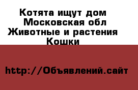Котята ищут дом - Московская обл. Животные и растения » Кошки   